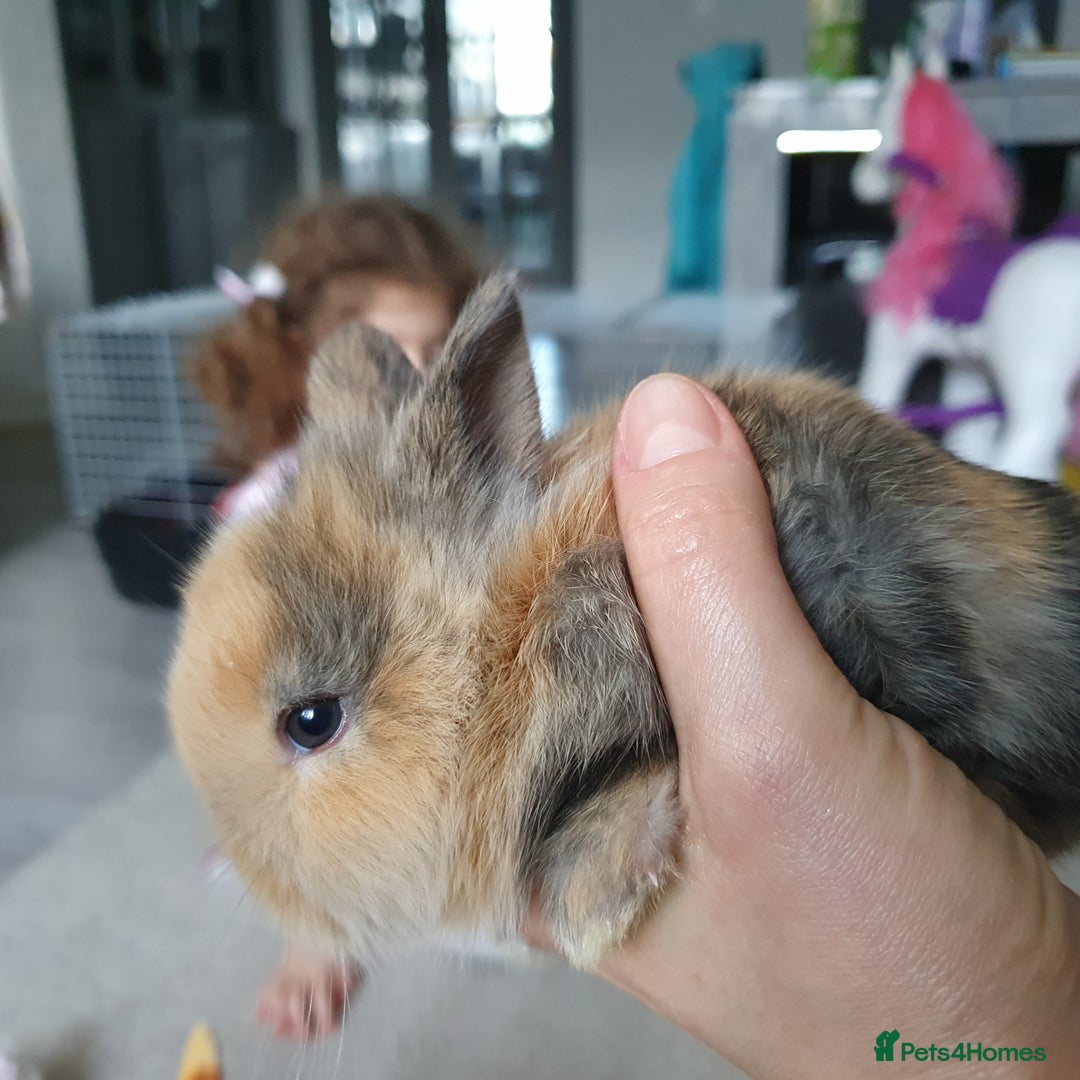 Lionhead rabbits for sale: Baby bunny's  - Advert 6