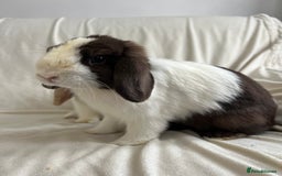 Mini Lop rabbits for sale: 2 Mini Lop Bunnies for £100 - Image 12