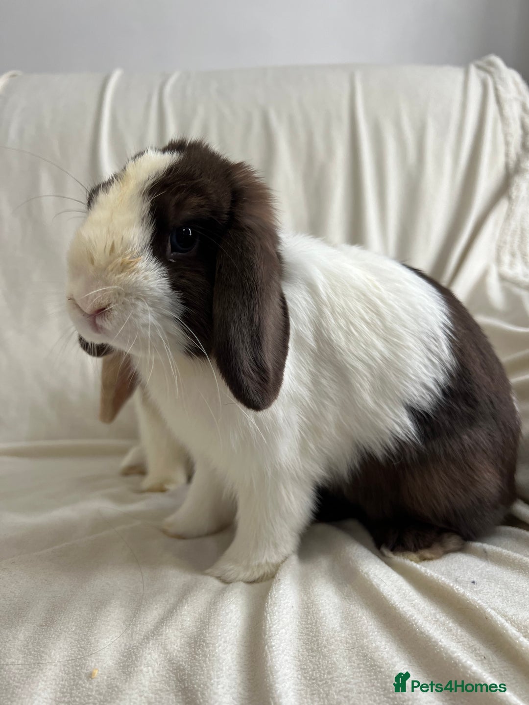 Mini Lop rabbits for sale: 2 Mini Lop Bunnies for £100 - Image 12