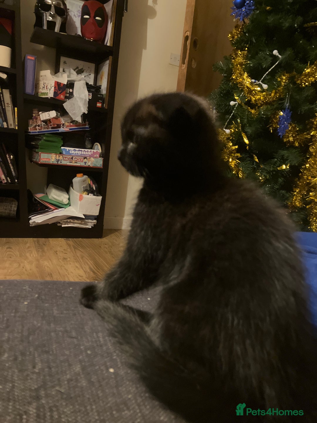 Scottish Fold cats for sale: Khao Manee/Scottish fold Girl - Advert 8