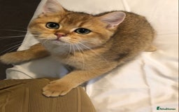 British Shorthair cats for sale: GOlD BRITISH SHORTHAIR KITTENS FOR SALE - Image 11