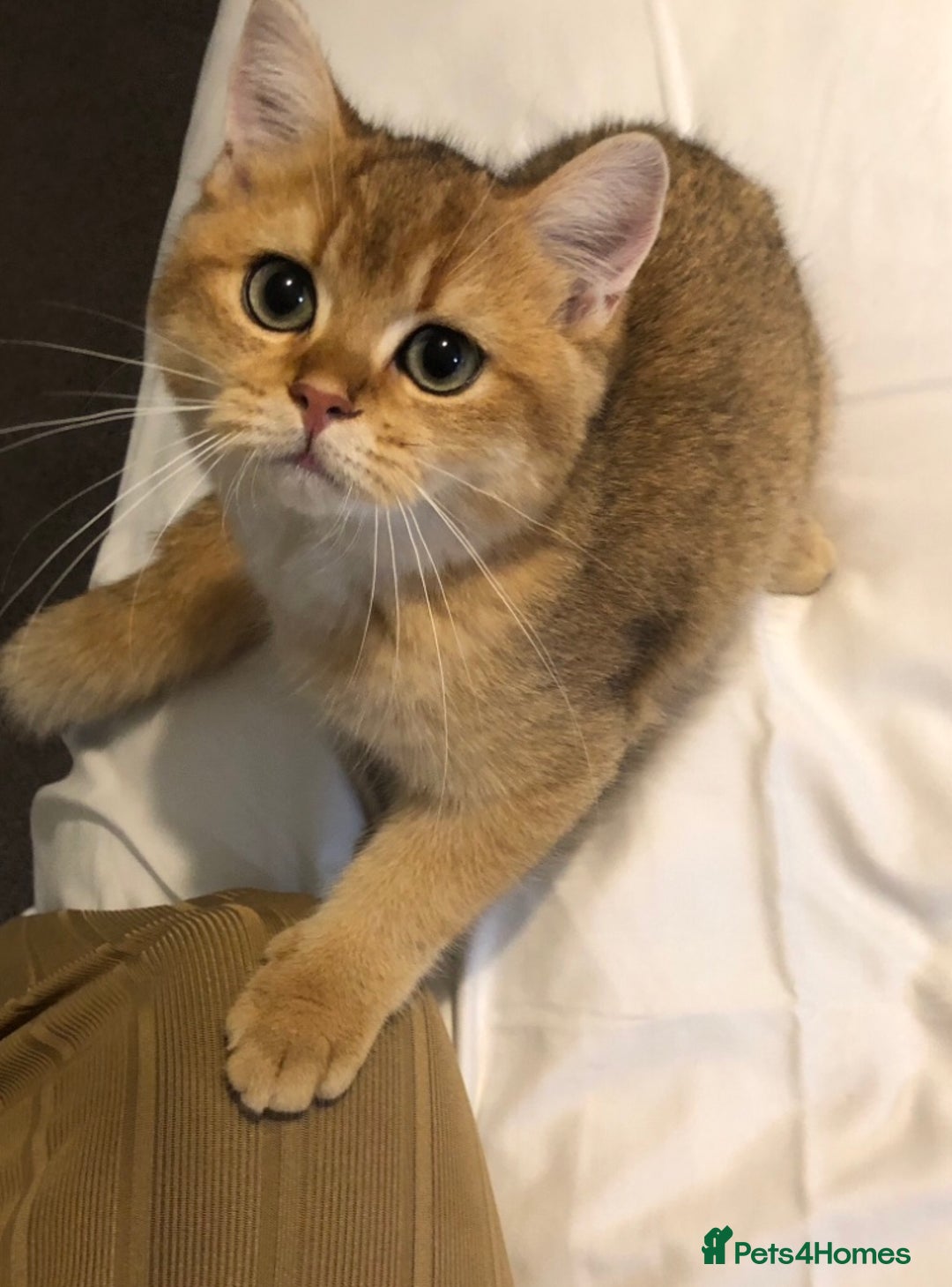 British Shorthair cats for sale: GOlD BRITISH SHORTHAIR KITTENS FOR SALE - Image 11