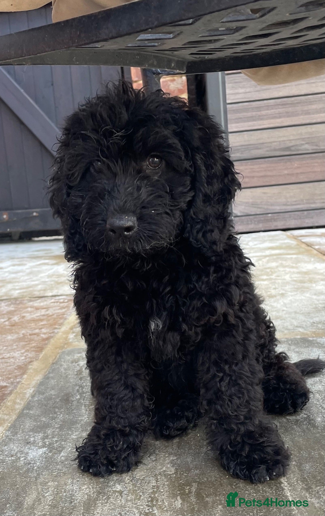 Cockapoo dogs STUNNING HEALTH CLEAR COCKAPOO PUPPIES  - Advert 4