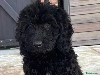 Cockapoo dogs STUNNING HEALTH CLEAR COCKAPOO PUPPIES - Advert 4