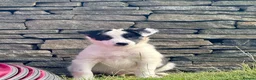 Border Collie dogs for sale: ISDS DNA Border Collie pups  - Advert 2