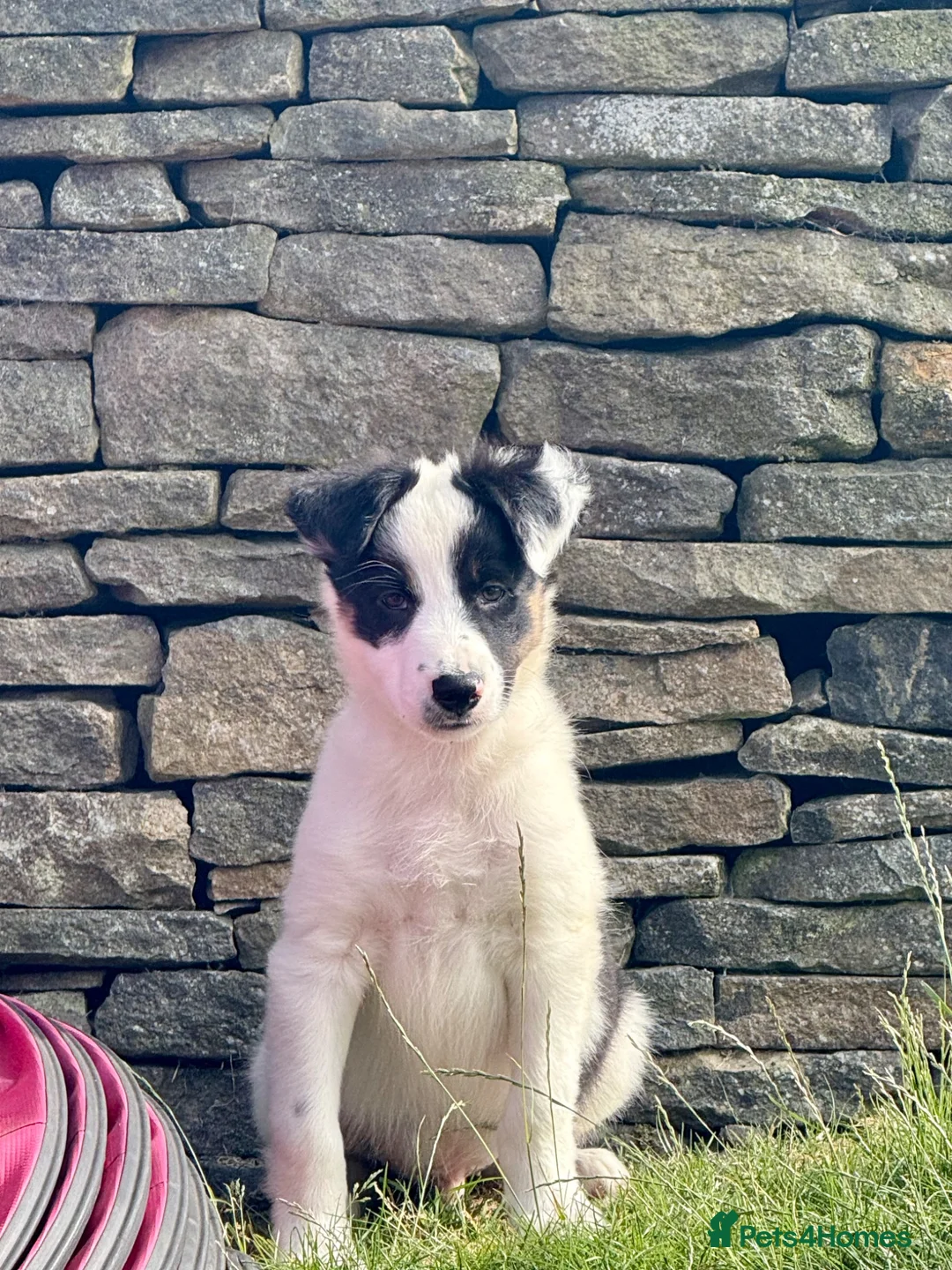 Border Collie dogs for sale: ISDS DNA Border Collie pups  - Advert 2