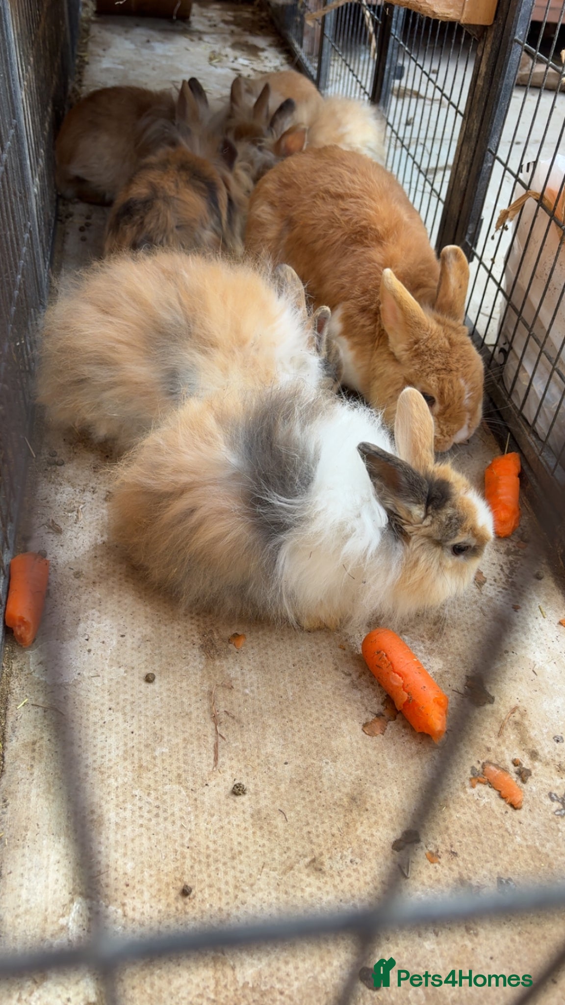 Mixed Breed rabbits Lion head cross rabbit  - Advert 9