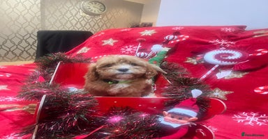 Cavapoo dogs - Advert 1