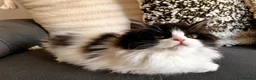 Ragdoll cats for sale: Last Ragdoll x Persian female available! - Advert 3