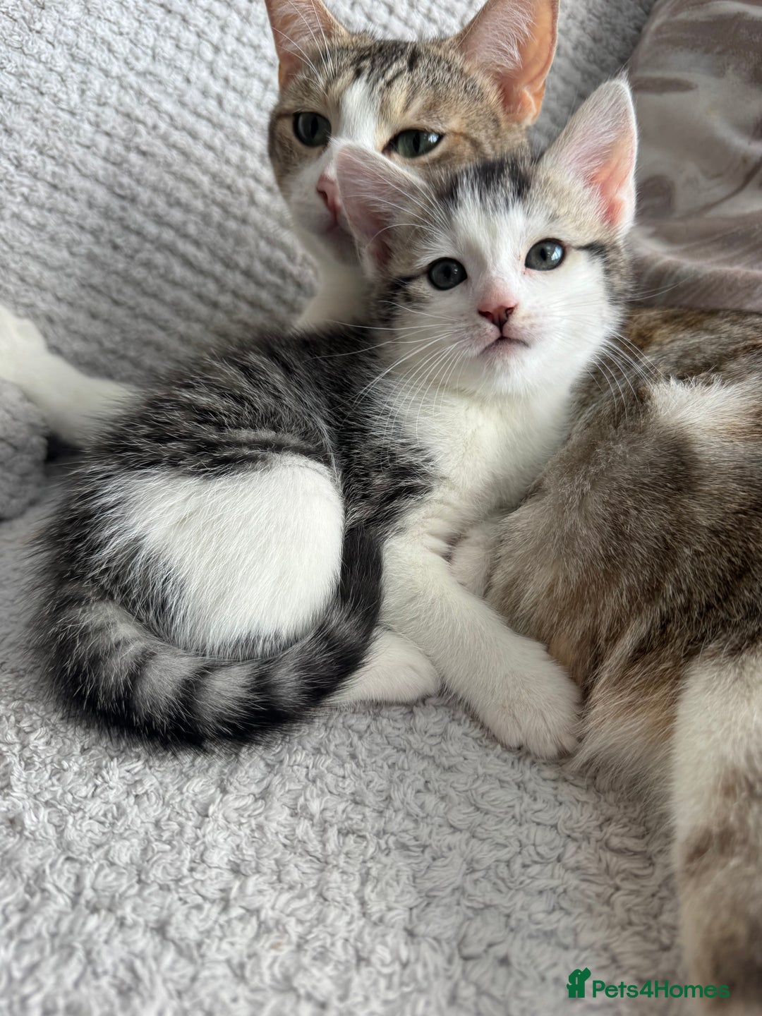Mixed Breed cats for sale: Bengal cross kittens  - Advert 2