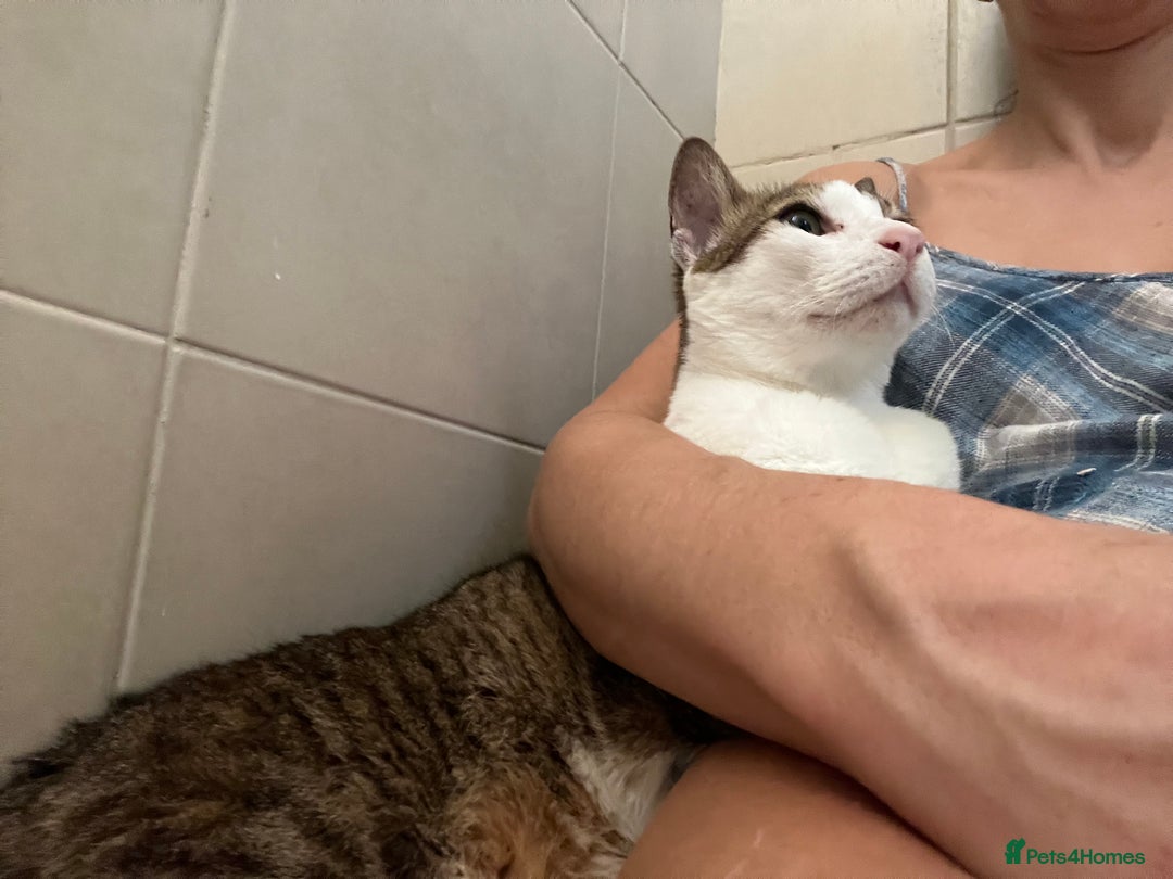 Mixed Breed cats for adoption: Old Soul Seeks Kind Hearted Human - Image 4