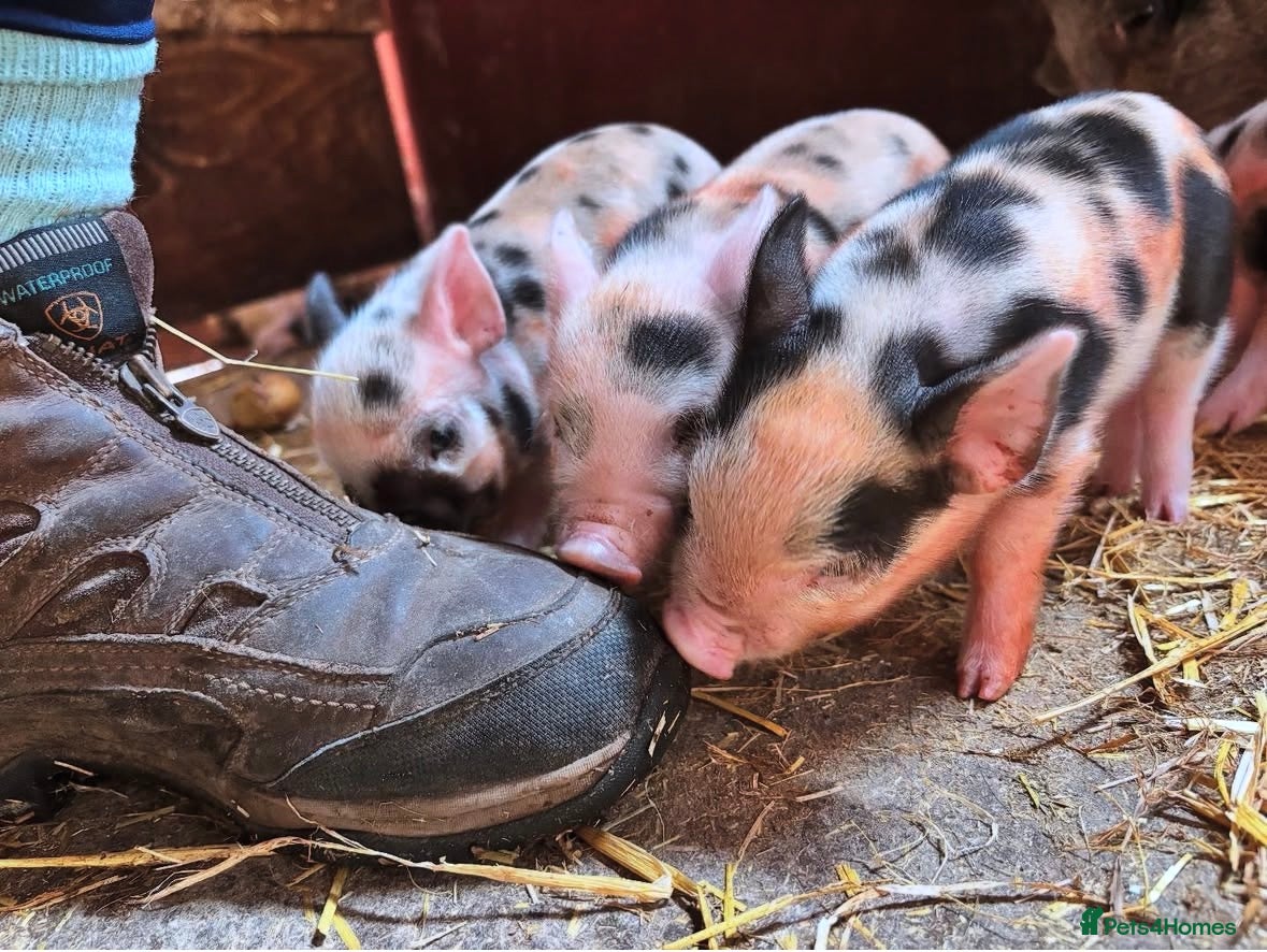 Pig livestock for sale: Mini piglets available  - Advert 1