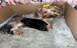 Yorkshire Terrier dogs for sale: Adorable yorkie puppies  - Image 4