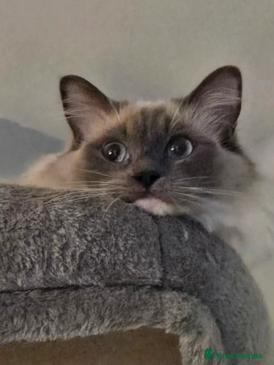 Ragdoll cats for sale: Mitted Pedigree Ragdoll Queen - Advert 4