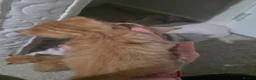 Mixed Breed cats for sale: Kittens ready end of June - Advert 3