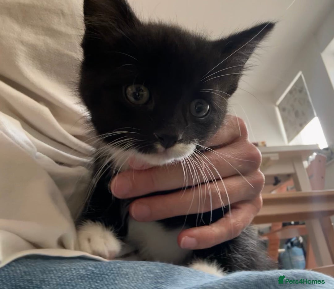 Mixed Breed cats for sale: 4 beautiful kittens ready now - Image 12