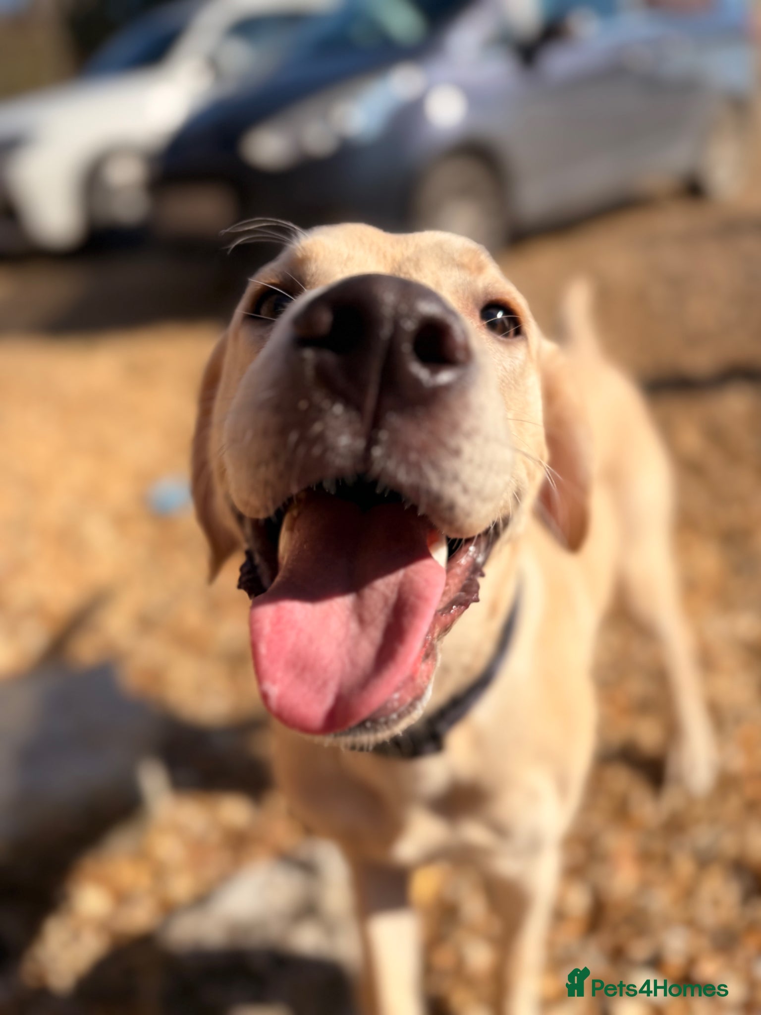 Labrador Retriever dogs Loving home Needed for Our Beautiful boy Dusty - Advert 1