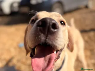 Labrador Retriever dogs Loving home Needed for Our Beautiful boy Dusty - Advert 16