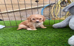 Cockapoo dogs for sale: Cockerpoo Puppies - Image 23