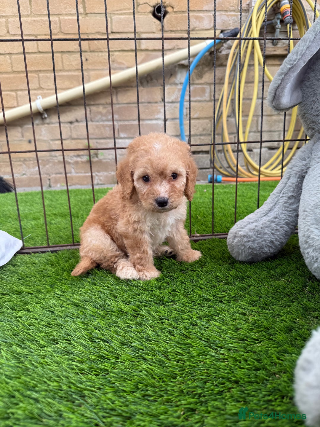Cockapoo dogs for sale: Cockerpoo Puppies - Image 23