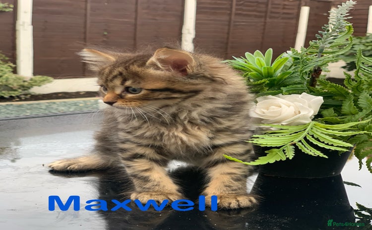 Toyger cats - Advert 1