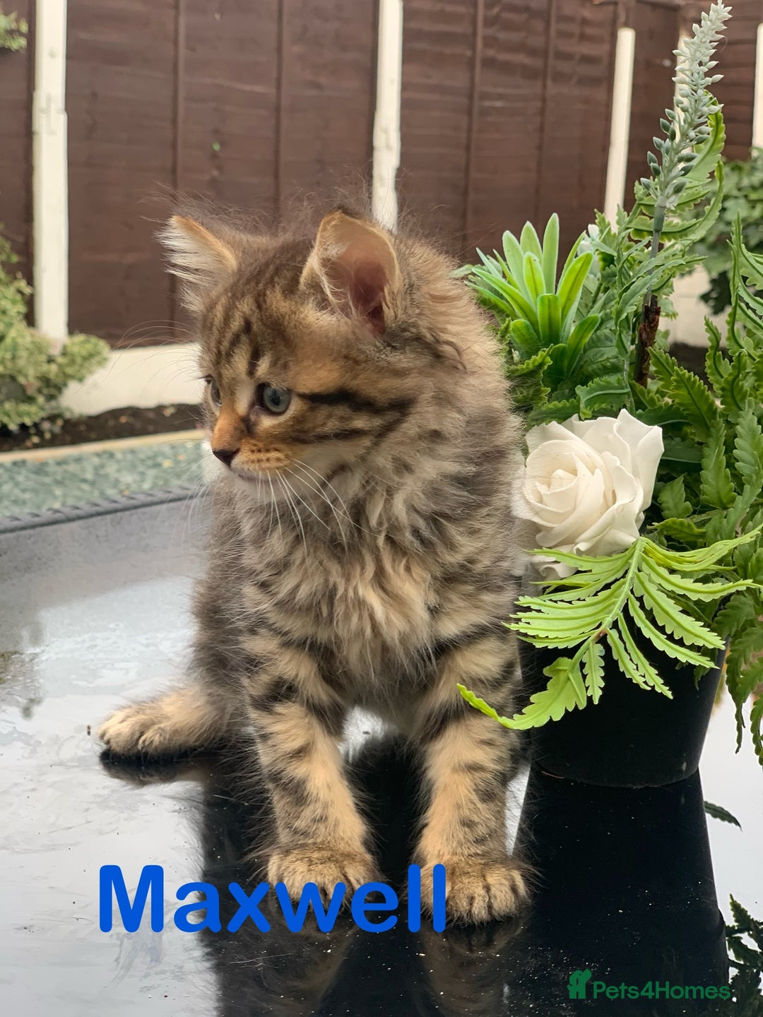 Toyger cats for sale: Tabby kittens  - Image 1