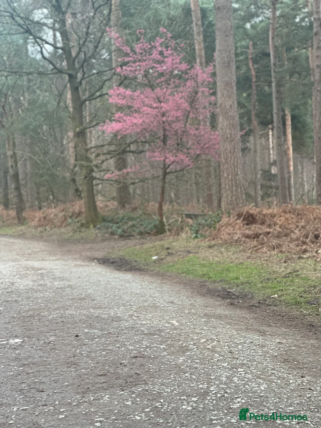 Mixed Breed dogs for sale: Cane corso x Dutch hearder  - Advert 2