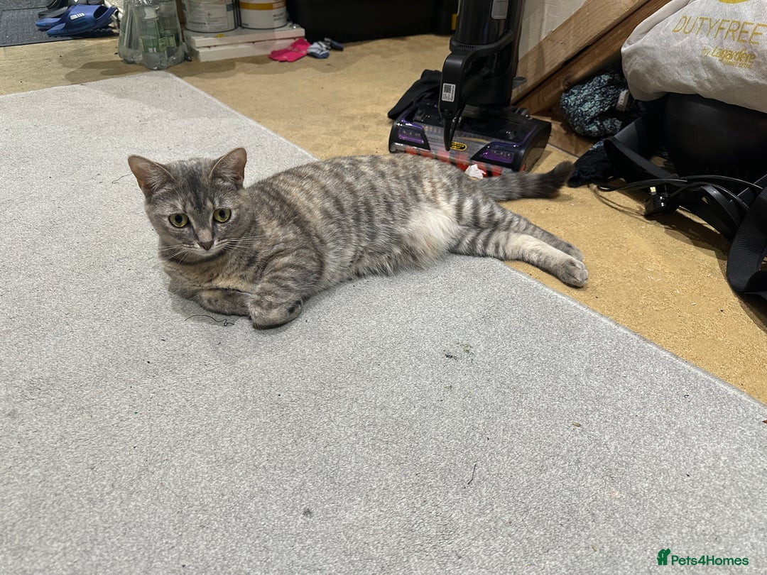 Mixed Breed cats for sale: Torbie Arabian Mau X BSH - Advert 16