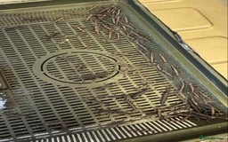 Stick Insects invertebrates for sale: 10 Black Beauty stick insects, CAN POST  - Image 4