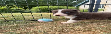 Border Collie 6