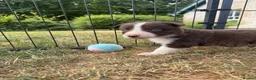 Border Collie dogs for sale: Beautiful Border Collie Puppies  - Advert 13