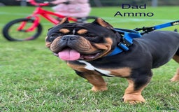 American Bully dogs for sale: ABKC Pocket Bully pups for sale!  - Image 12