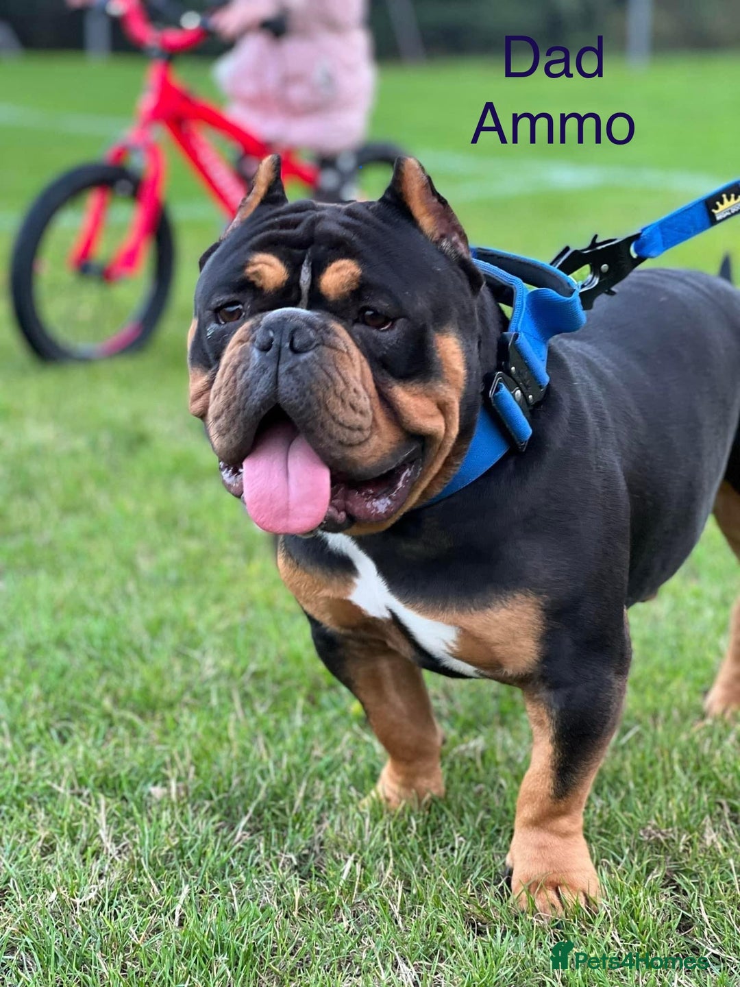 American Bully dogs for sale: ABKC Pocket Bully pups for sale!  - Image 12