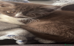 British Shorthair cats for sale: Britishshort hair  - Image 2