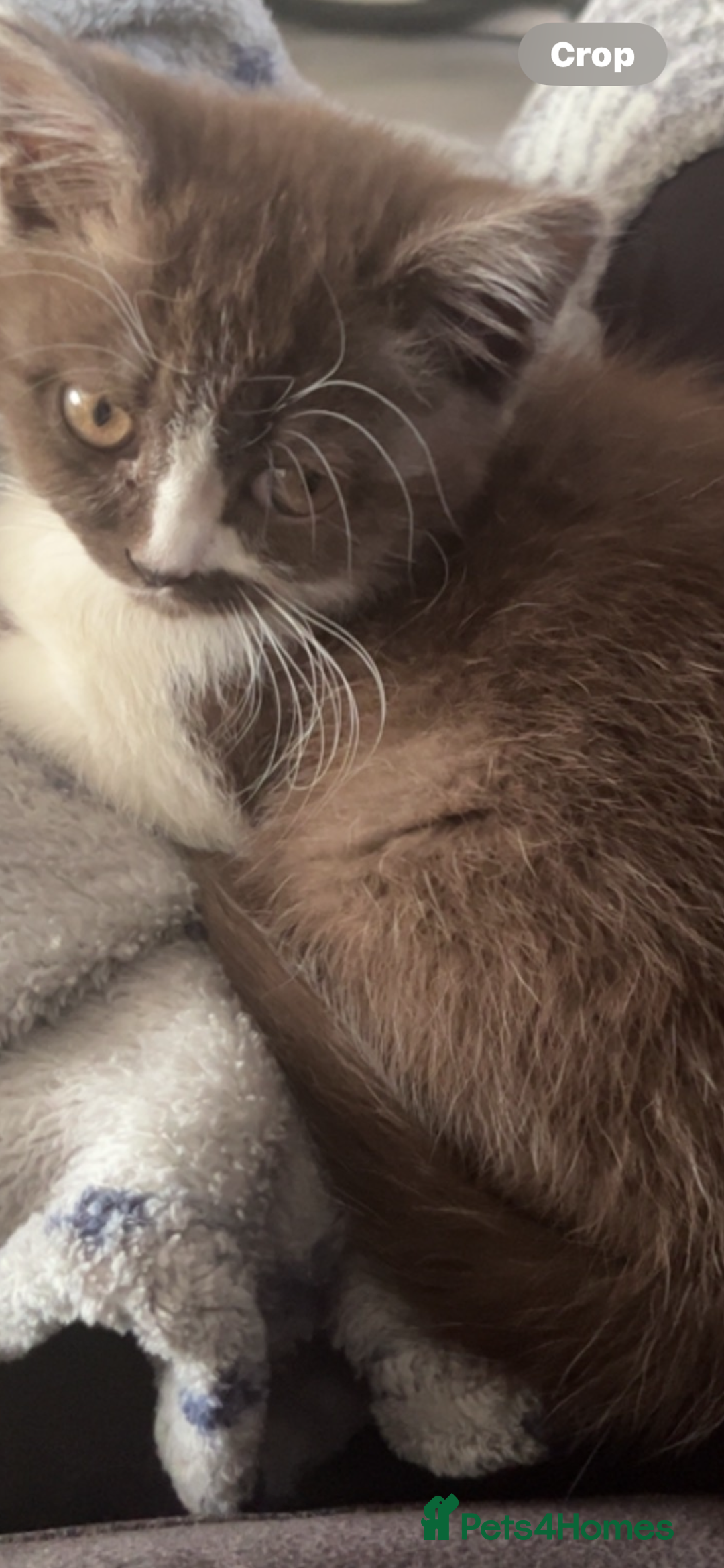 British Shorthair cats for sale: Britishshort hair  - Image 2