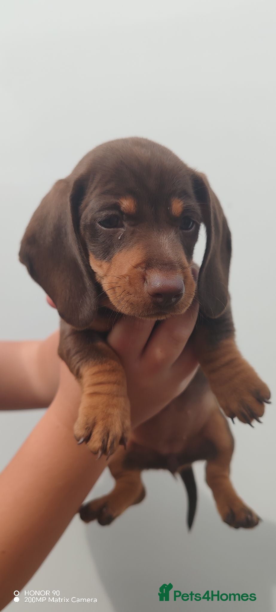 Dachshund dogs Pra Clear Minature Daushaund Puppies  - Advert 2