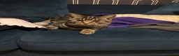 Mixed Breed cats for sale: Mum and daughter looking for home - Advert 8