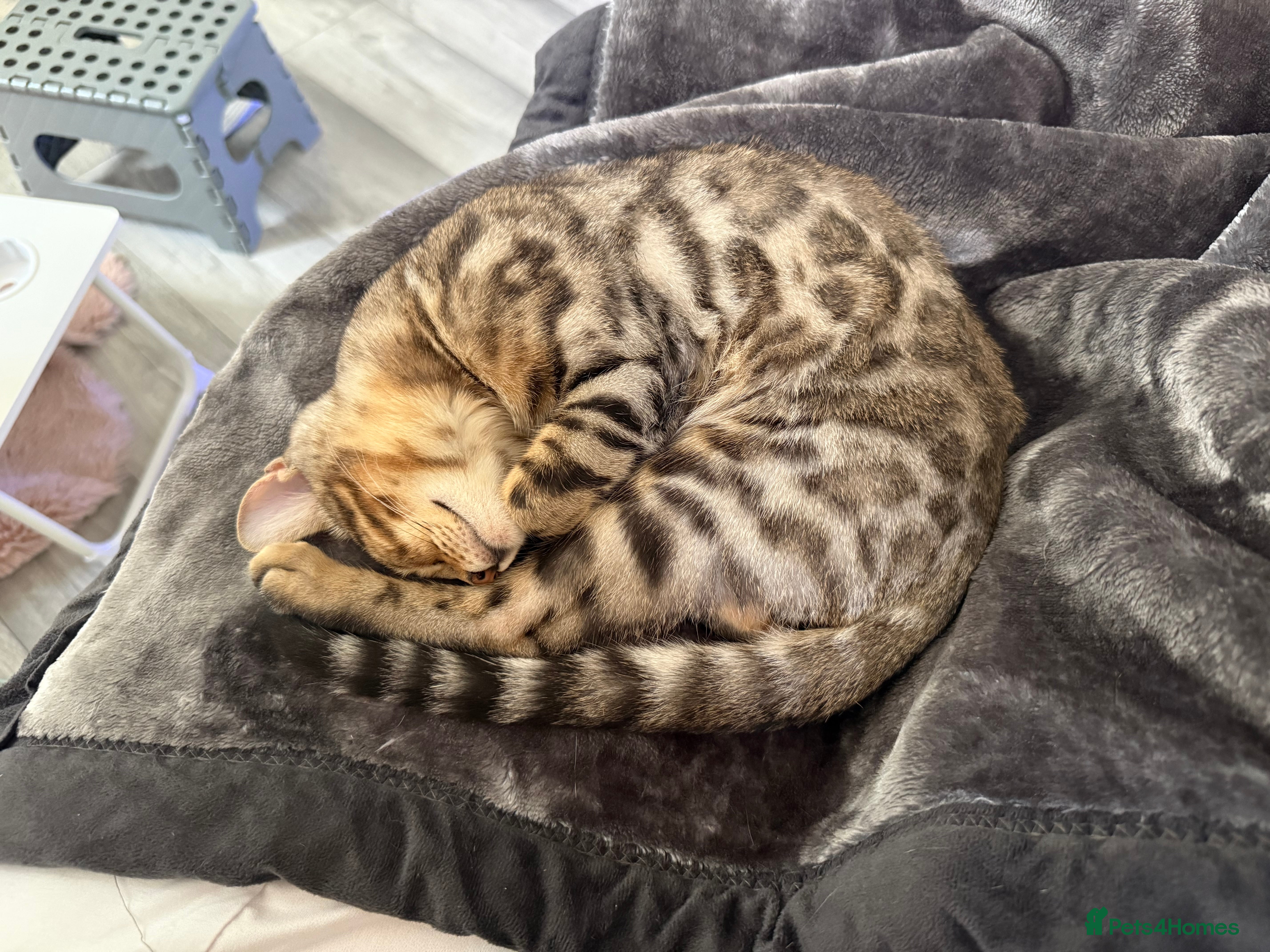 Bengal cats TICA Registered Gorgeous Bengals  - Advert 2