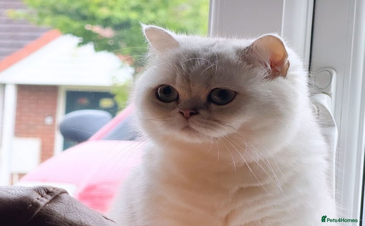 British Shorthair cats - Advert 1