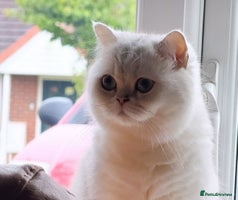 British Shorthair cats - Advert 16