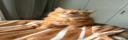 Mixed Breed cats for sale: Fluffy kittens for sale  - Advert 13