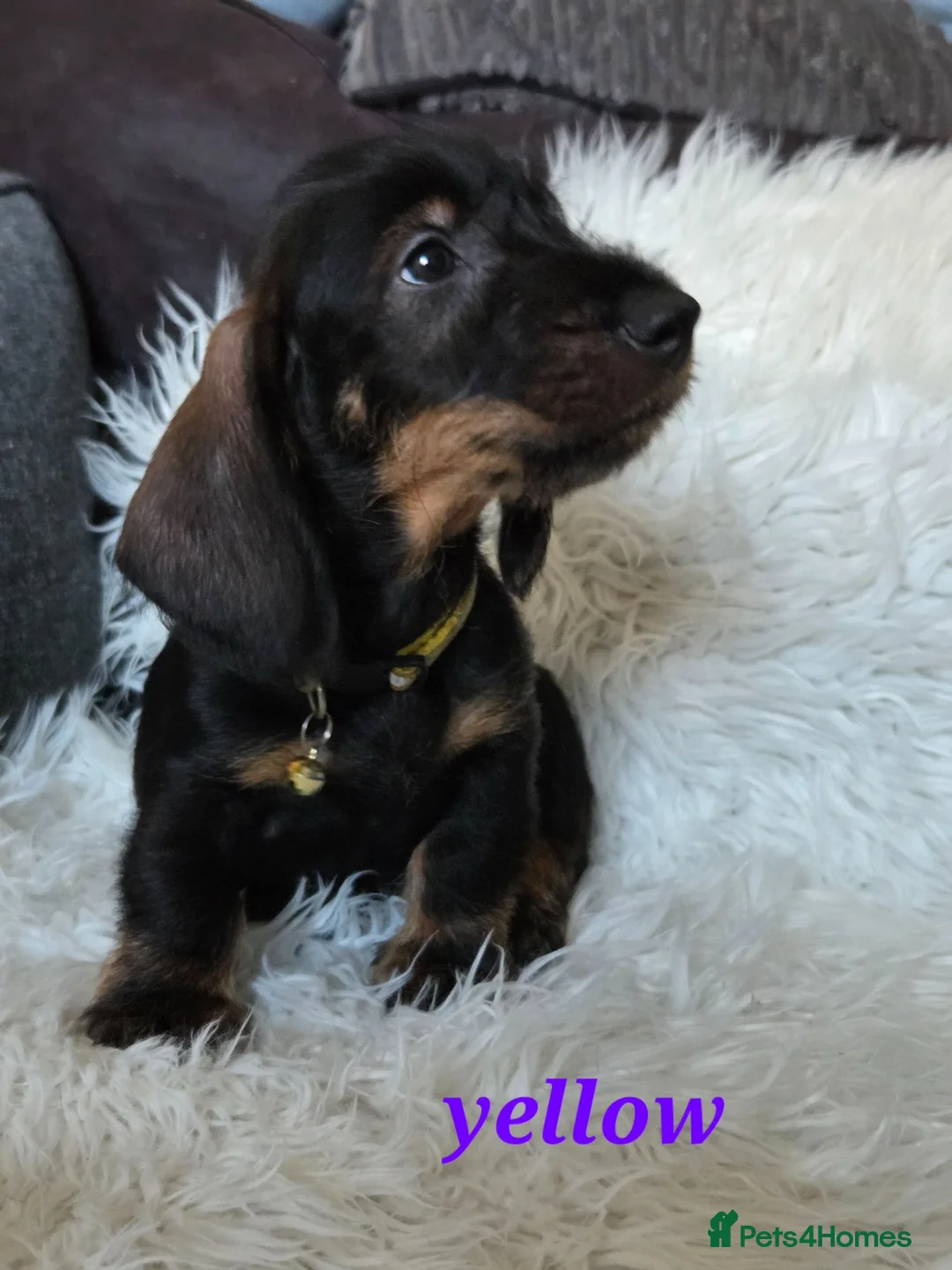 Dachshund dogs for sale: 1 kc registered standard wire puppy remaining  - Advert 13
