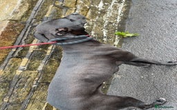 Lurcher dogs for sale: Bull greyhound really good dog - Advert 4