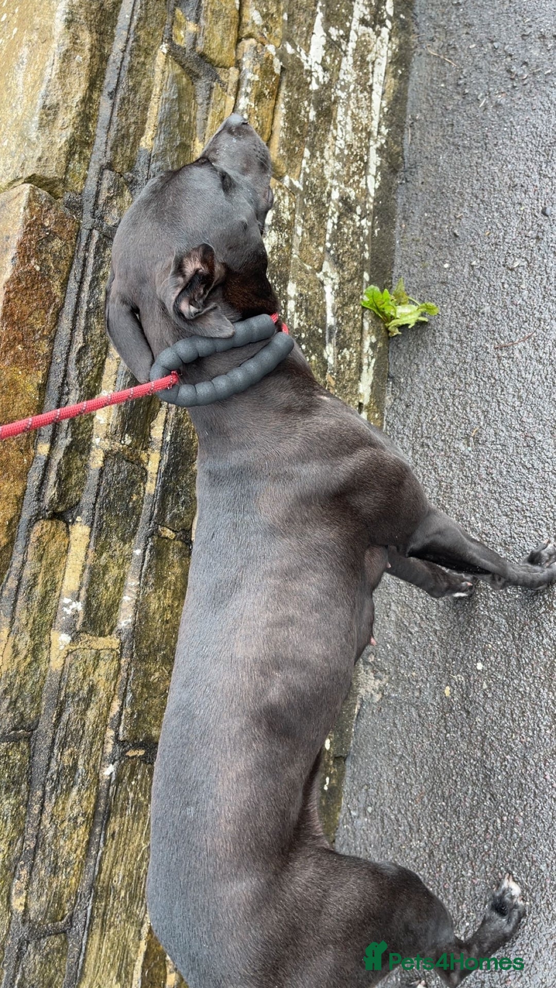 Lurcher dogs for sale: Bull greyhound really good dog - Advert 4