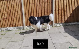 Newfoundland dogs for sale: QUALITY KC REGISTERED NEWFOUNDLAND PUPPIES - Image 12