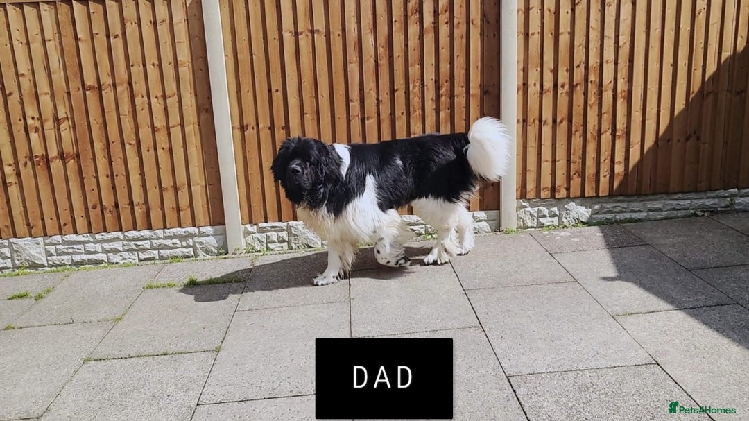 Newfoundland dogs for sale: QUALITY KC REGISTERED NEWFOUNDLAND PUPPIES - Image 12