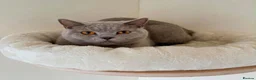 British Shorthair cats for sale: 🐾 Beautiful Lilac British Shorthair C – Jessie 🐾 - Advert 1