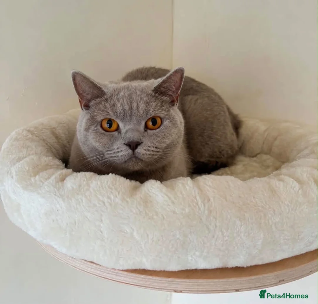 British Shorthair cats for sale: 🐾 Beautiful Lilac British Shorthair C – Jessie 🐾 - Advert 1