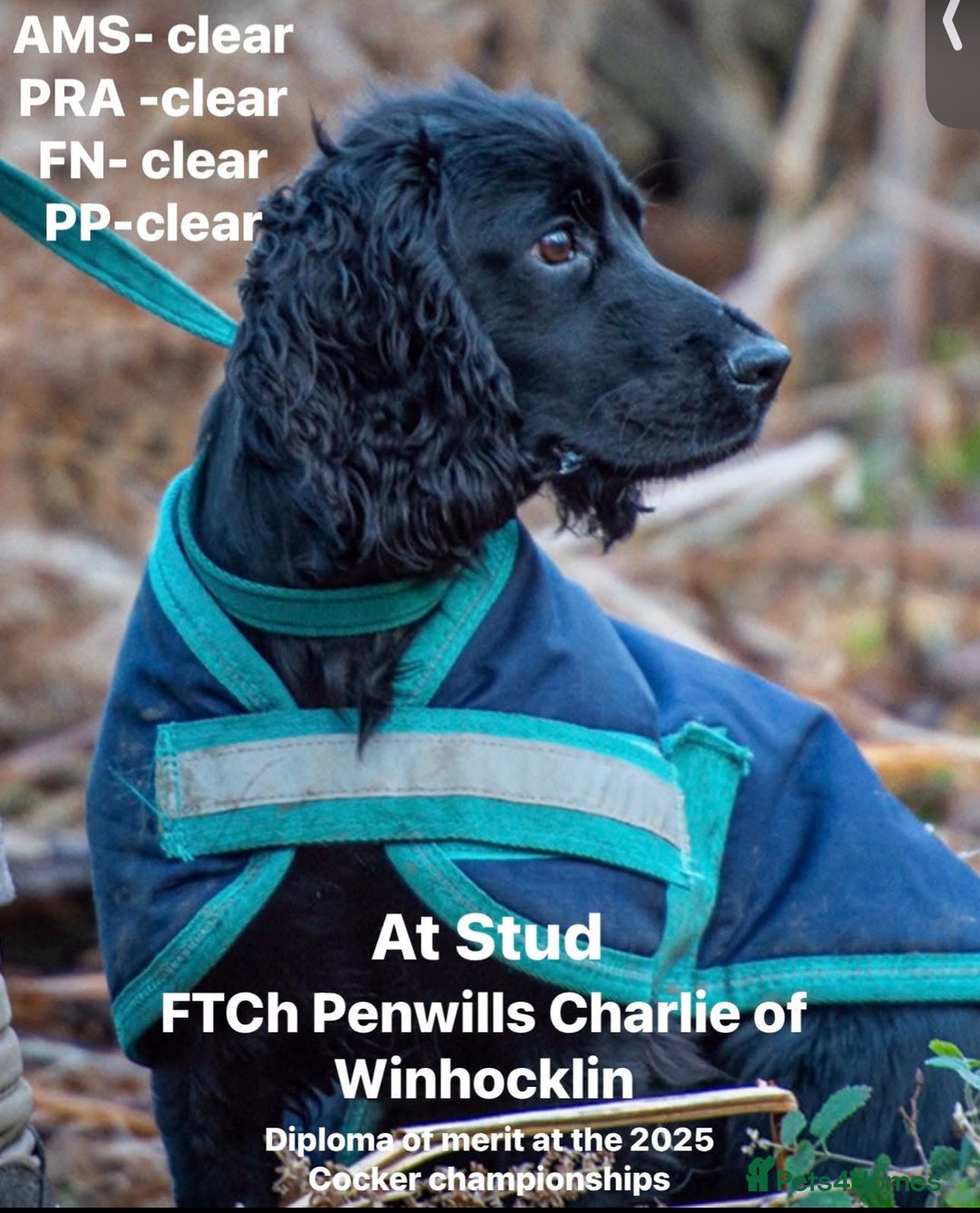Cocker Spaniel dogs for stud: FTCh Penwills Charlie of Winhocklin  in Southampton - Advert 2