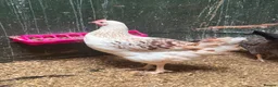 Chickens poultry for sale: Coloured hybrids  - Advert 7
